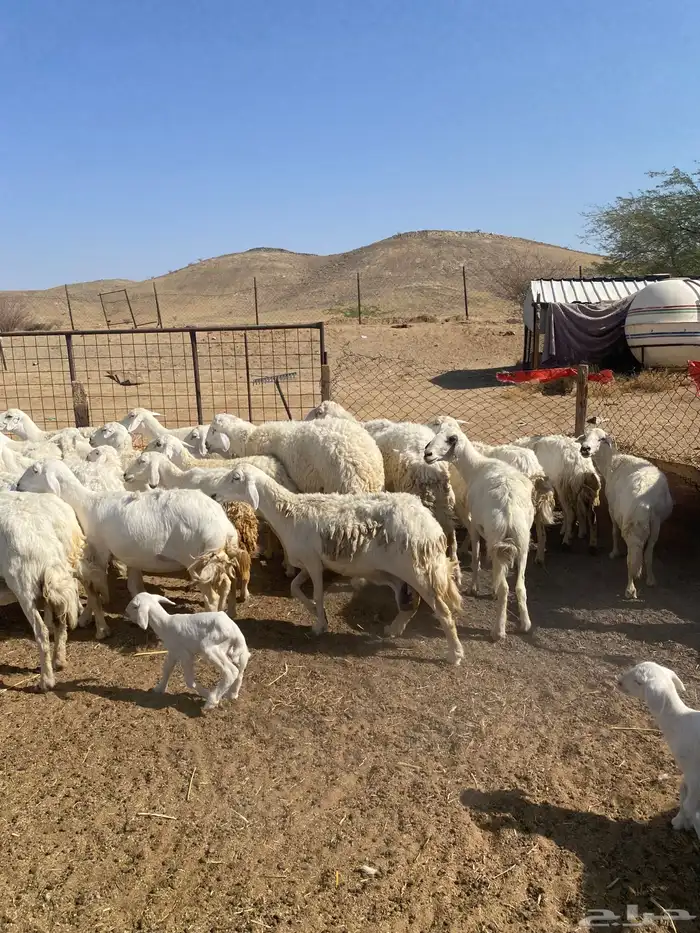 غنم خلفات تم البيع 12