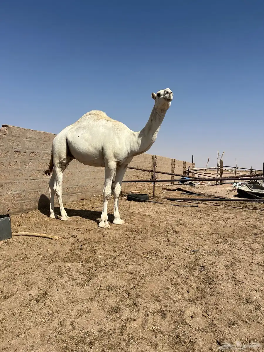 قعود اوضح طيب 3