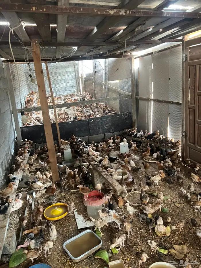 دجاج وصوص بلدي وفيومي كوشن مفتل العداد مفتوح 0