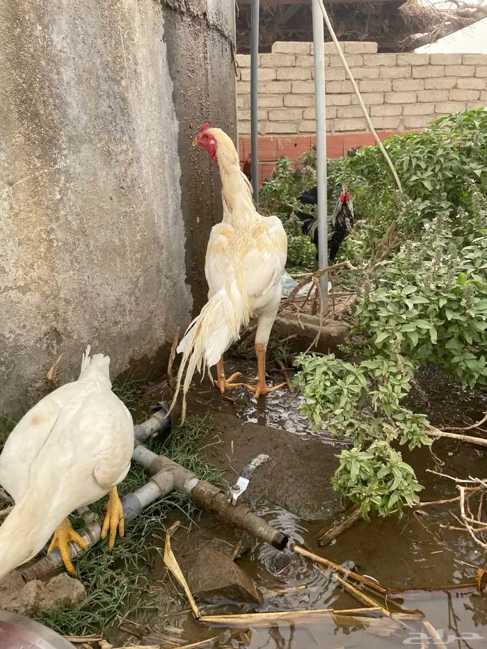 دجاج باكستاني 1