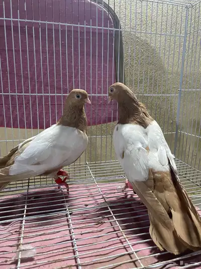 حمام شامي 3 اجواز (زوج دجي )(زوج مواردي )(زوج نوريات زرق) 2