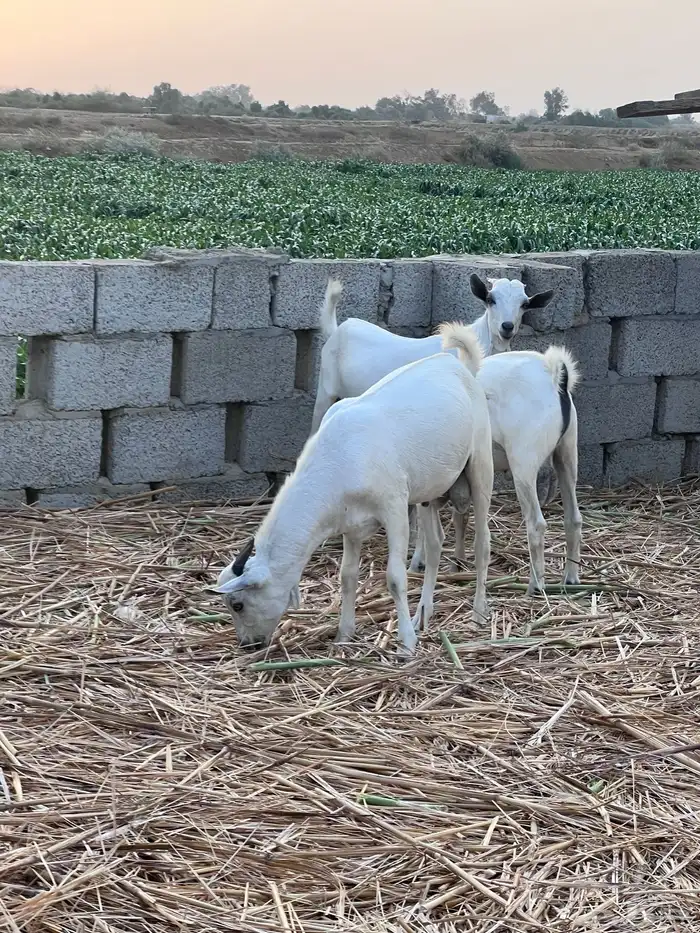 تيوس بلدي 2