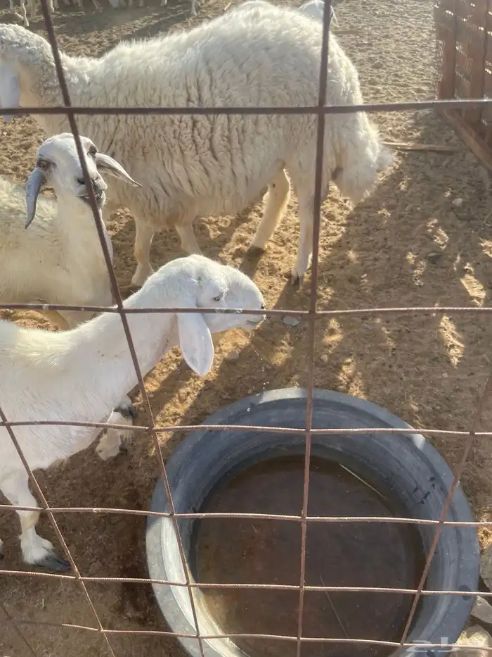 طلي ثني من حلالي غير مشروط جرم وفل شحم 2