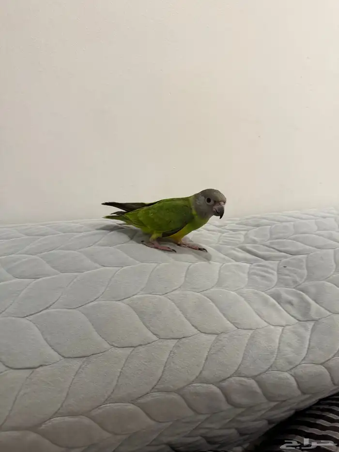 طير سينغالي هدد قمة في الولافة (تم البيع) (تم البيع) 0