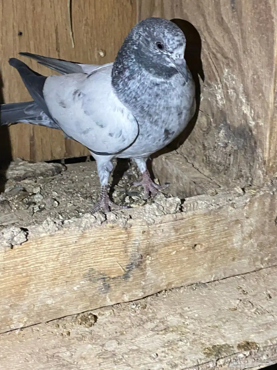 طبات باكستاني 32