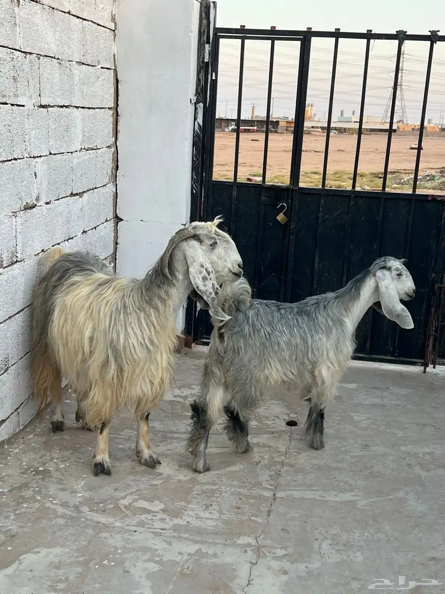 معزا متاويم 5