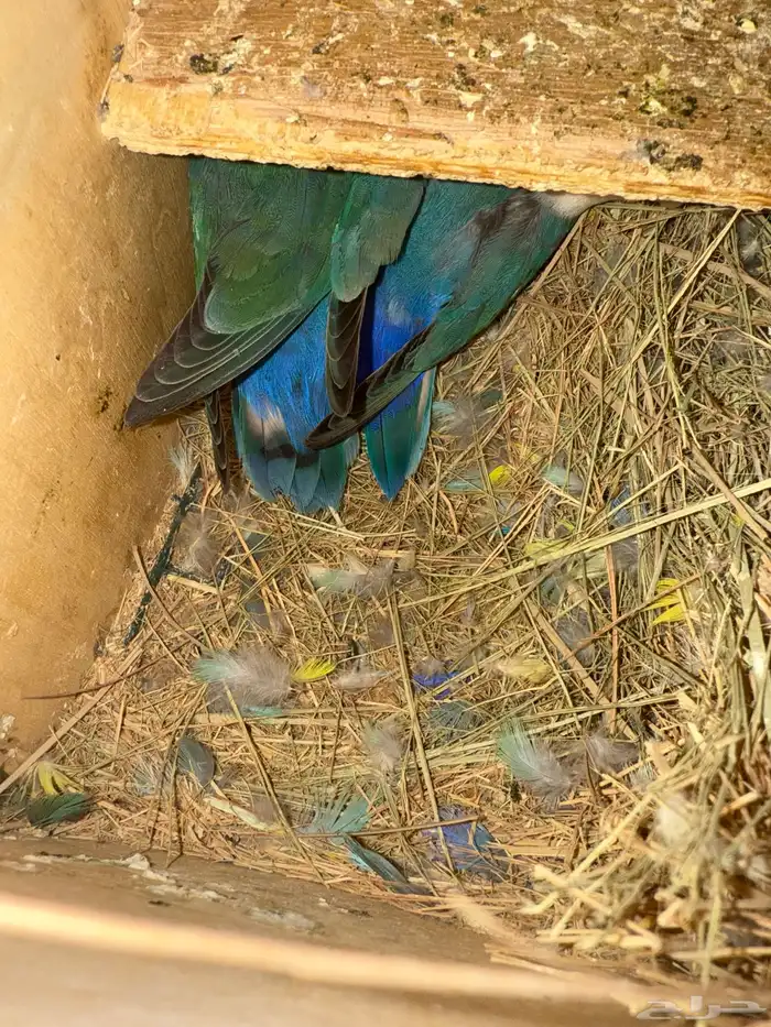 اجواز روز منتجه 4