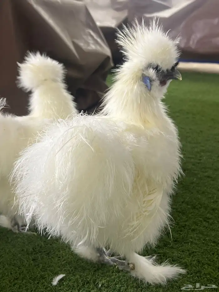 للبيع دجاج قطني اصل 1