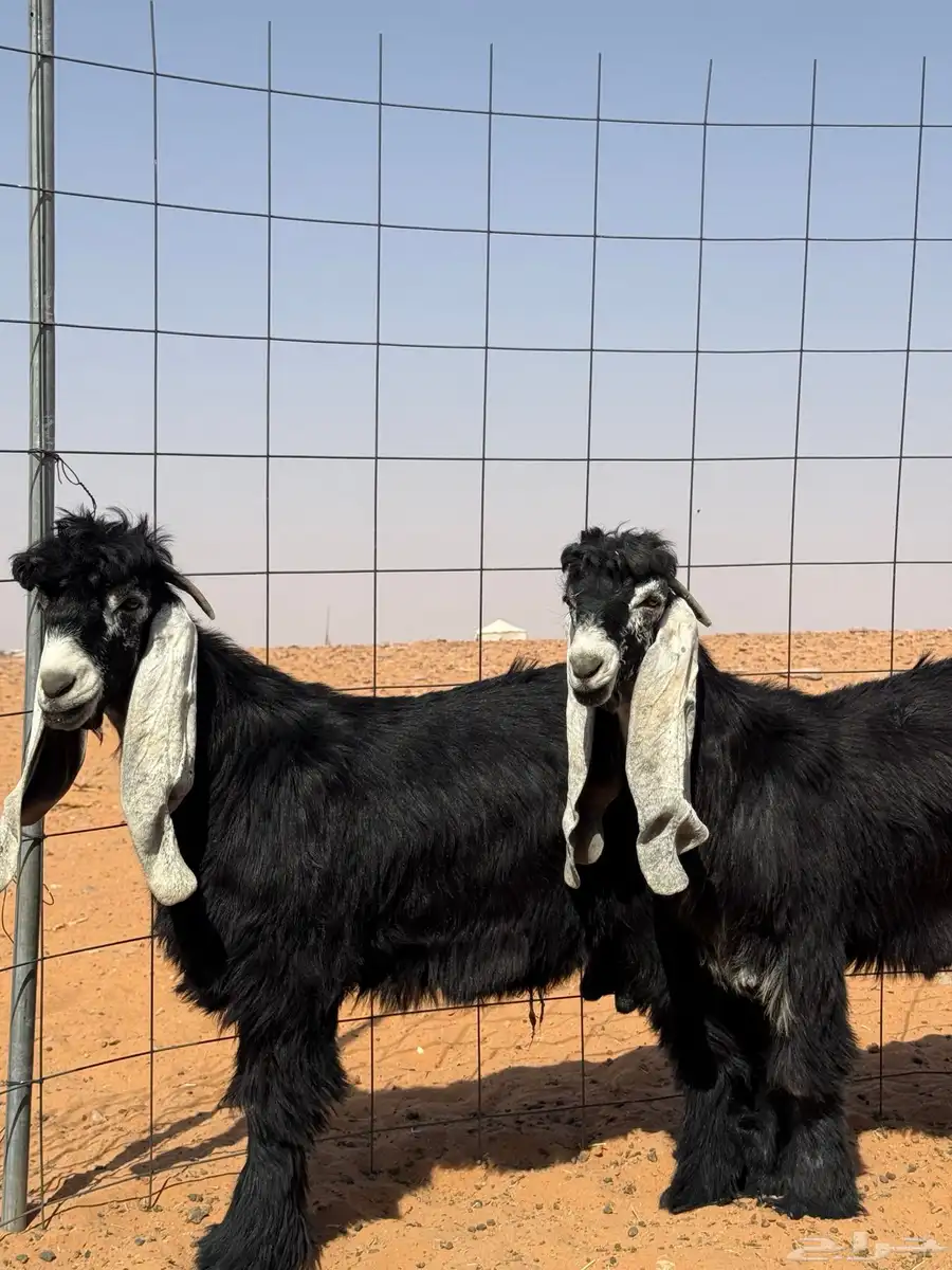 تيوس عوارض مشاريع فحول 0