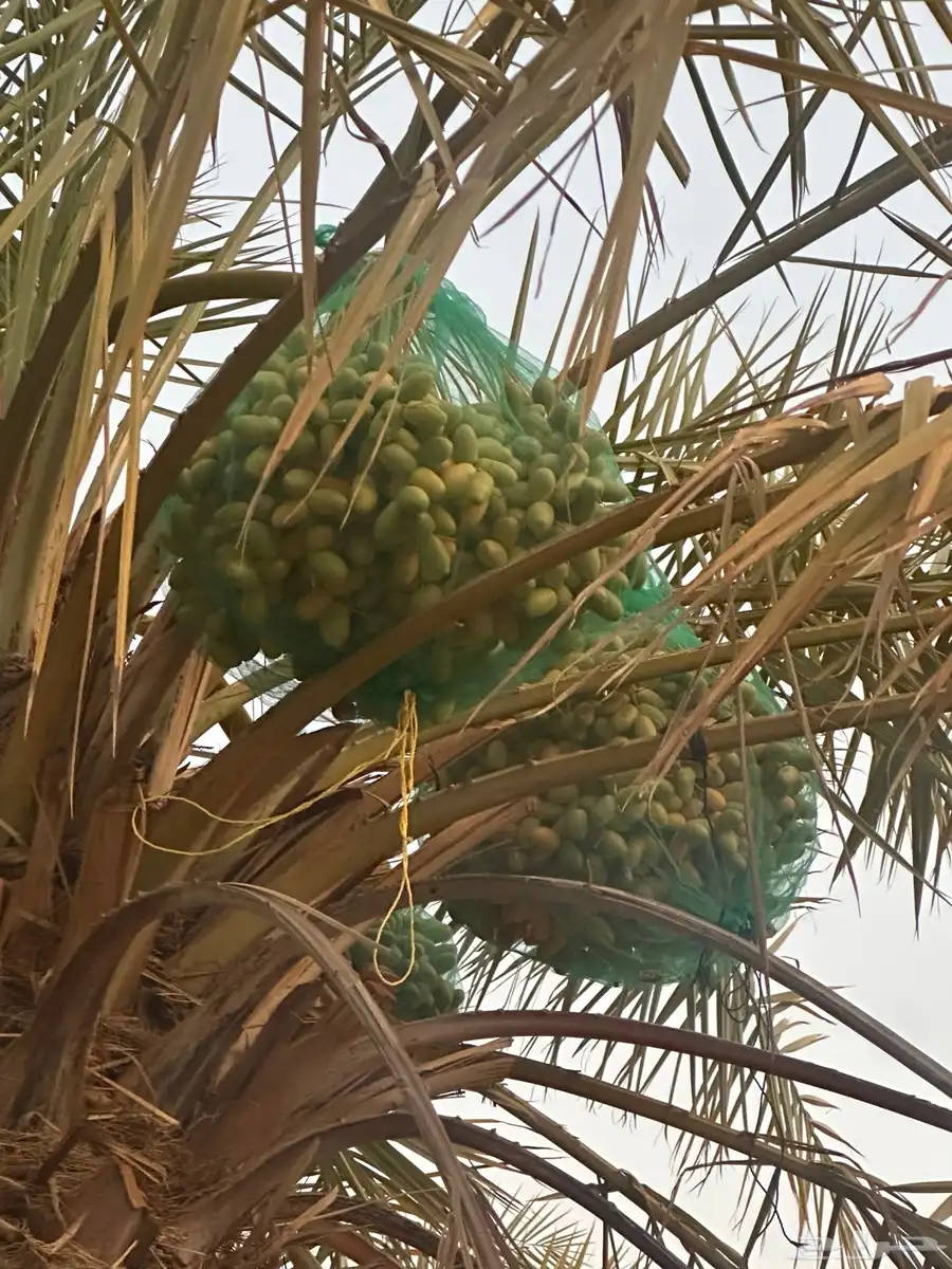 تمر خلاص 5