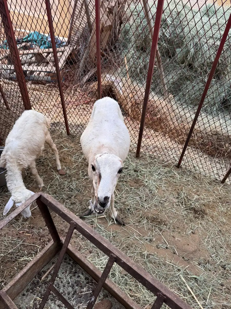 نعجه دافع ورخل للبيع ( تم البيع) 0