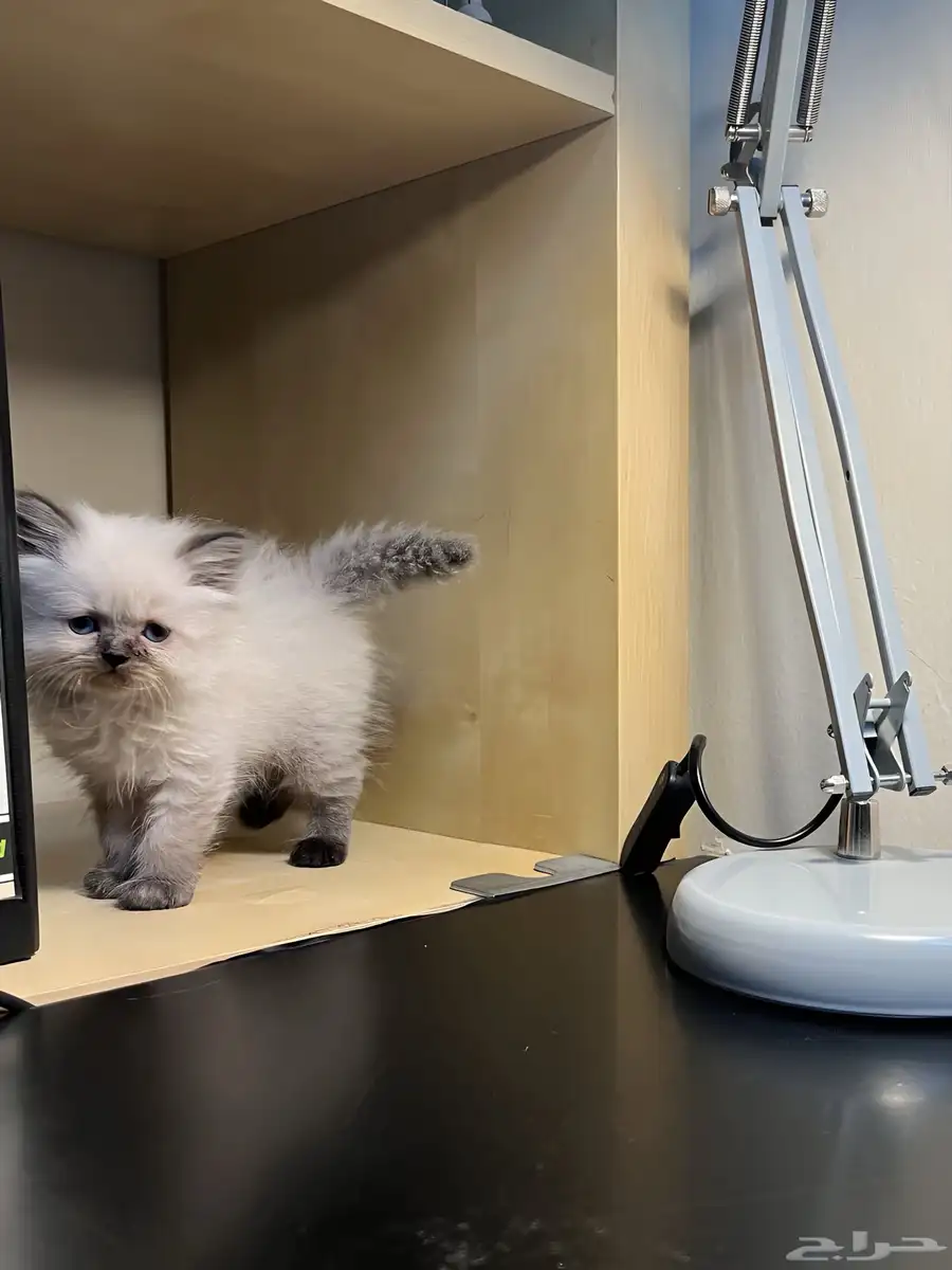 Himalyan Blue Point Kitten 0
