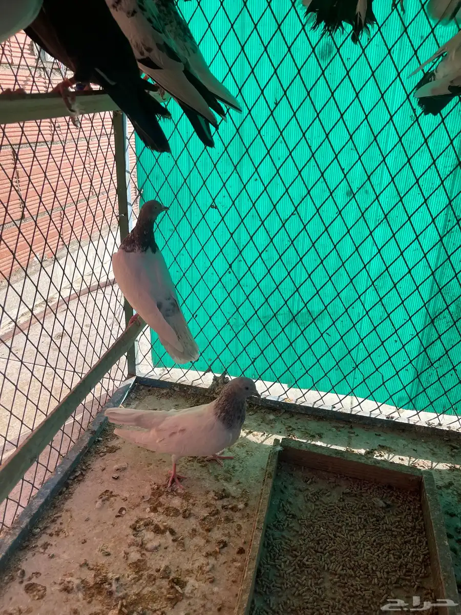 حمام باكستاني 4