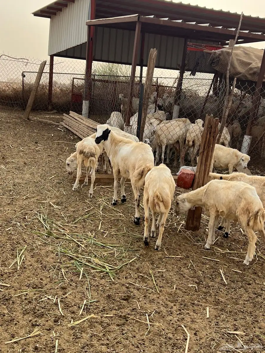 فران للبيع 0