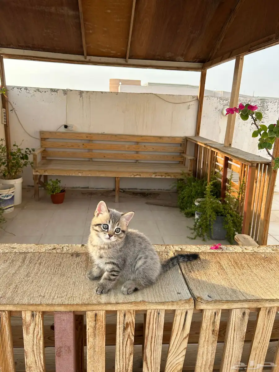 قطط كيتن سكوتش فولد وستريت شورت هيرللبيييع 19