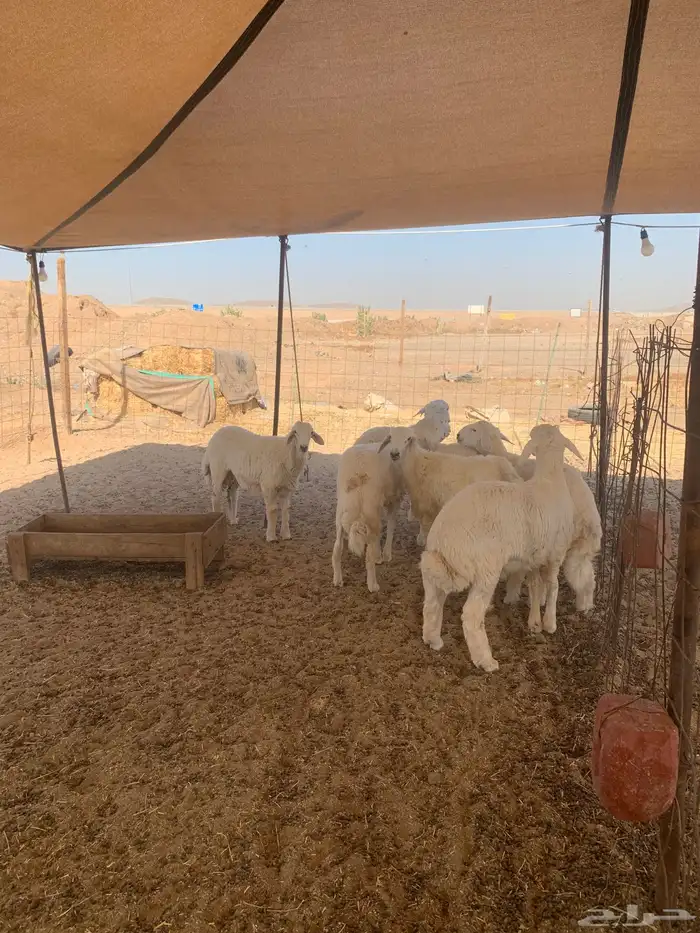 حري ذبايح زواج ذبائح مناسبات يوجد صلخ وتوصيل داخل جده 3