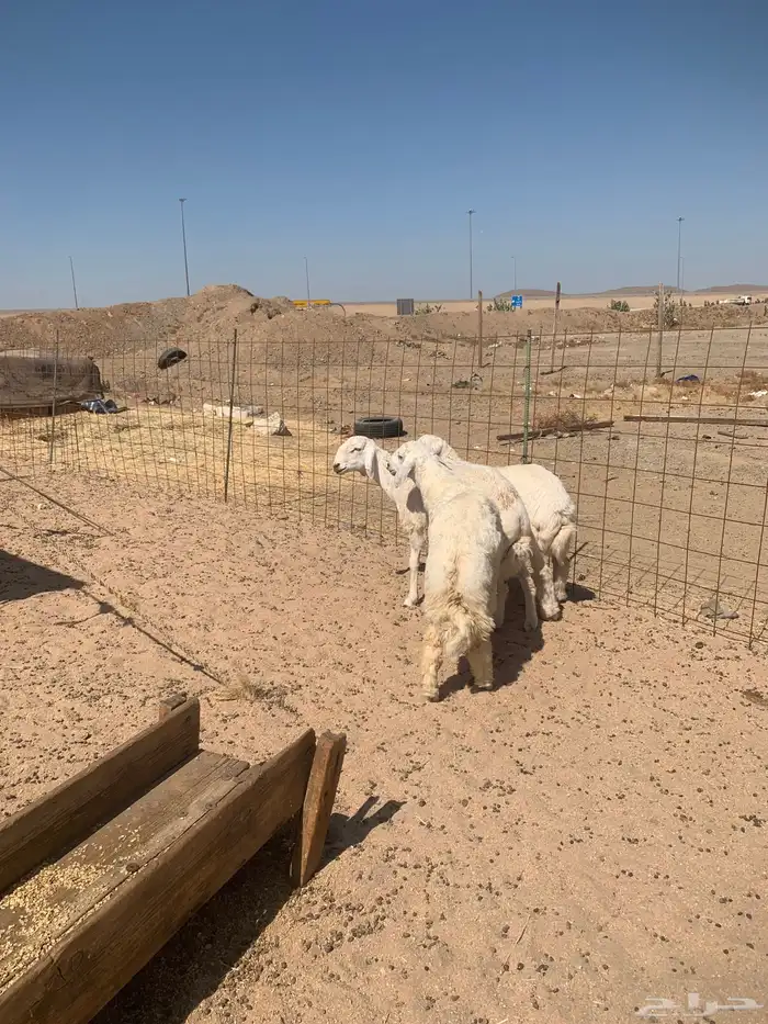 حري ذبايح زواج ذبائح مناسبات يوجد صلخ وتوصيل داخل جده 4