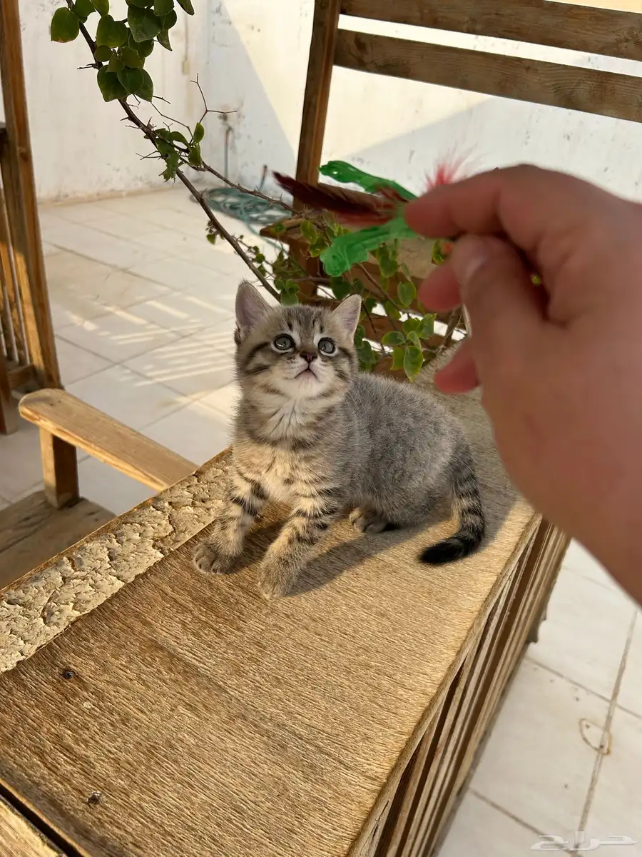 قطط كيتن سكوتش فولد وستريت شورت هيرللبيييع 30