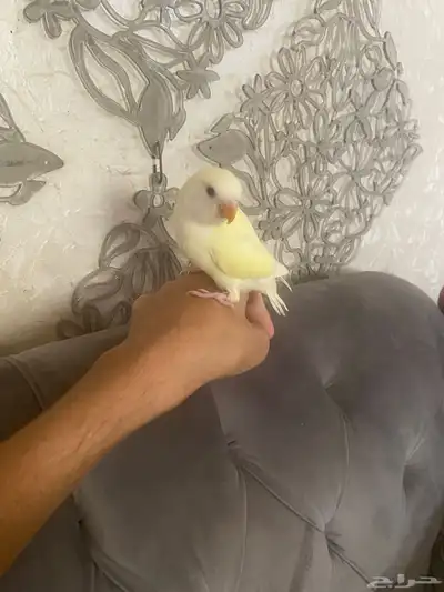 فرخ روز اليف نهاية غر 0