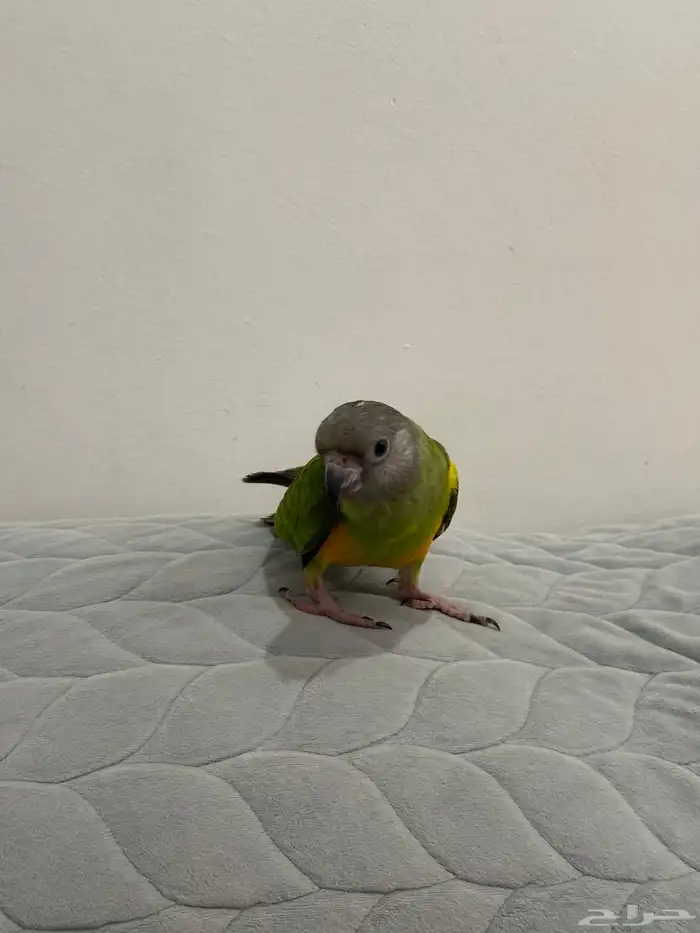 طير سينغالي هدد قمة في الولافة (تم البيع) (تم البيع) 1