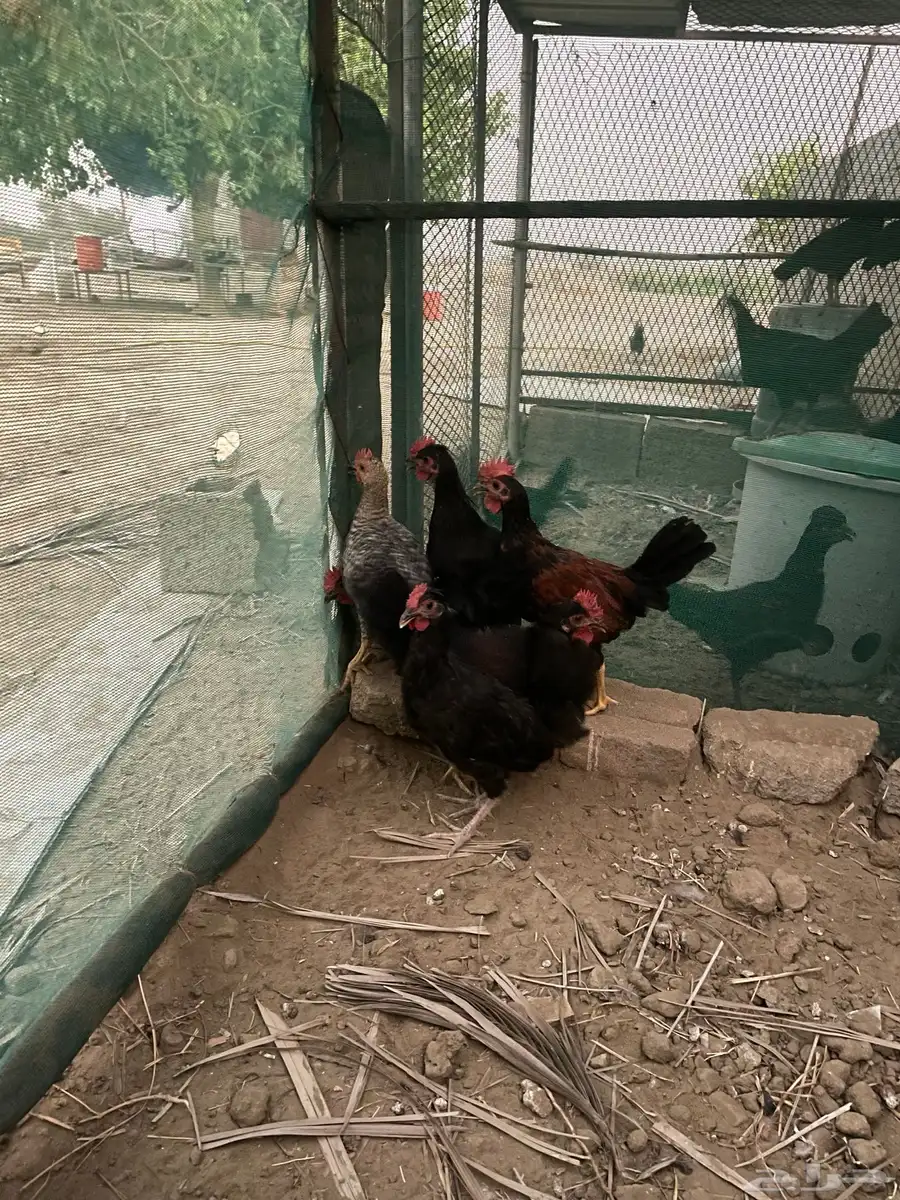 ديوكه للبيع 2