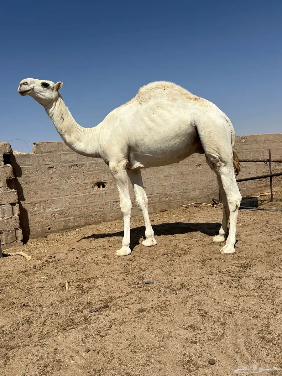 قعود اوضح طيب 2
