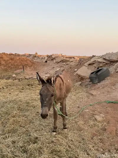 حمارين للبيع 0