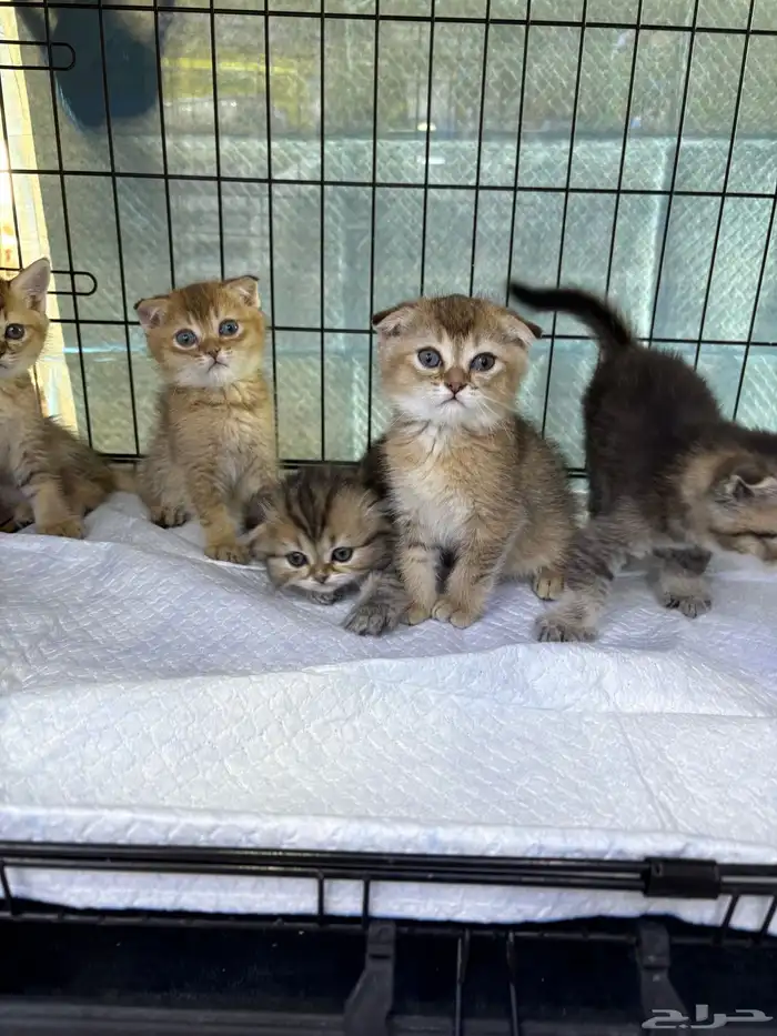 قطط اسكوتش فولد 0