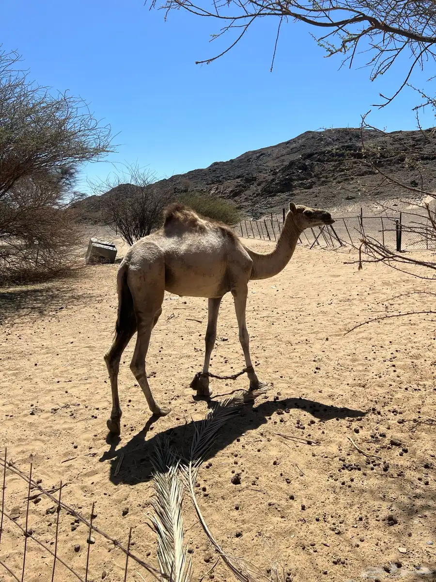 بكره لبنيه عيبها فيها جرب 0