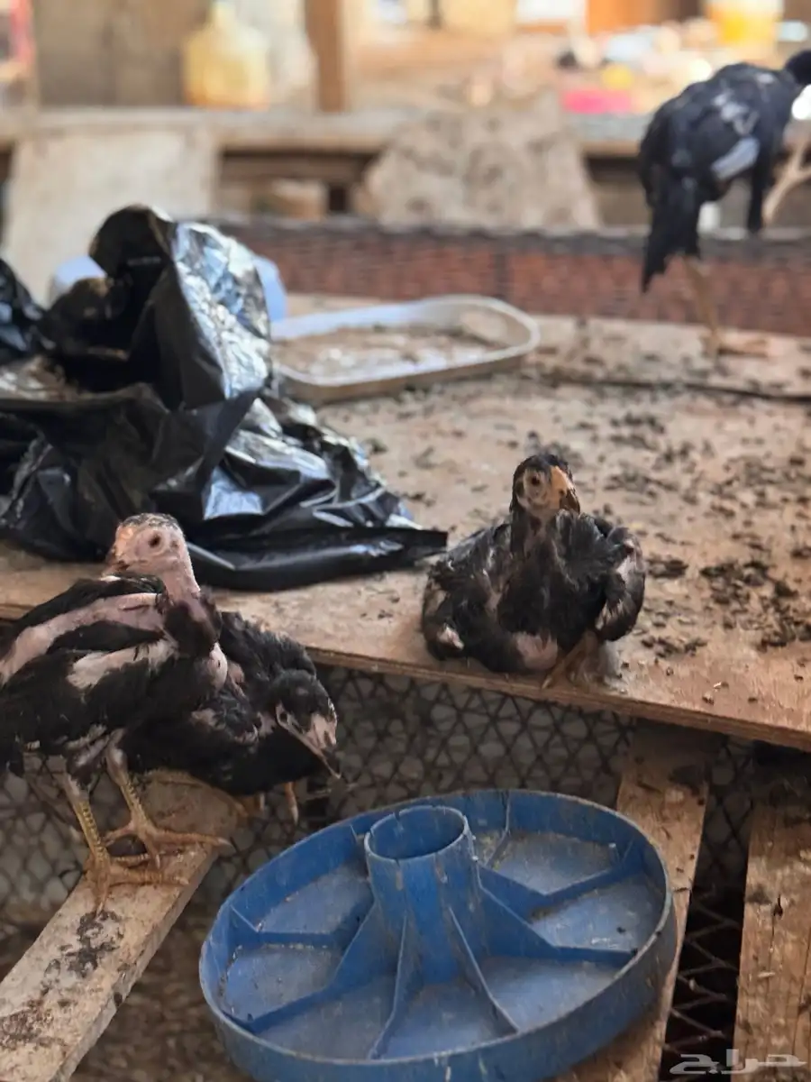 صوص باكستاني اصيل 42