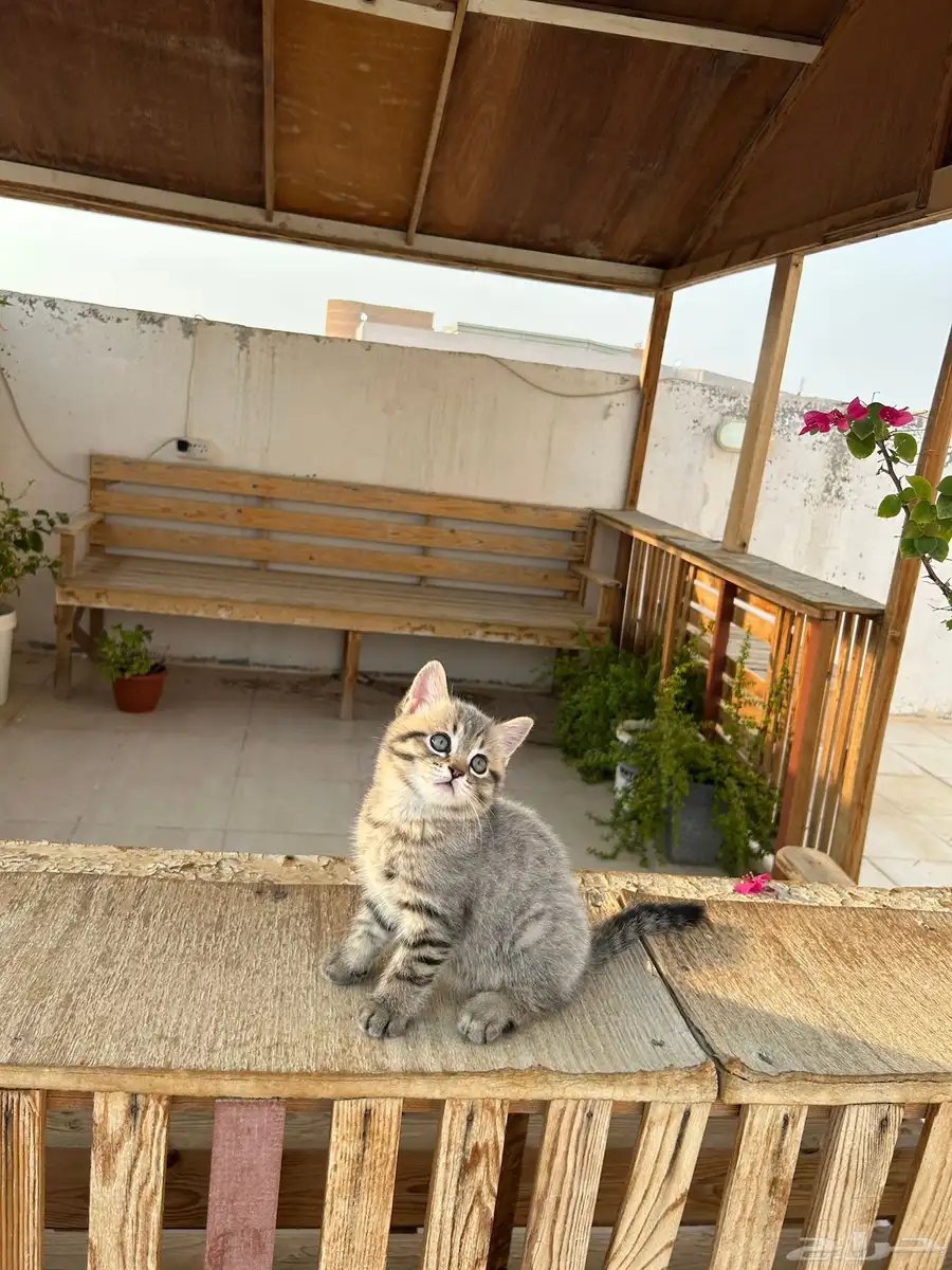 قطط كيتن سكوتش فولد وستريت شورت هيرللبيييع 14