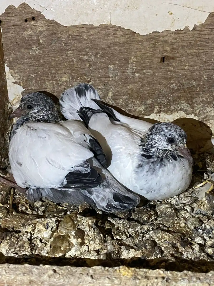 طبات باكستاني 33