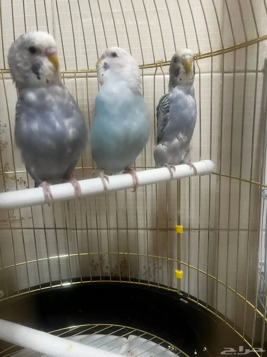 فروخ بادجي 3 حبات 2