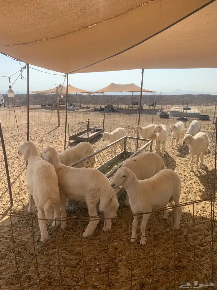 حري ذبايح زواج ذبائح مناسبات يوجد صلخ وتوصيل داخل جده 1