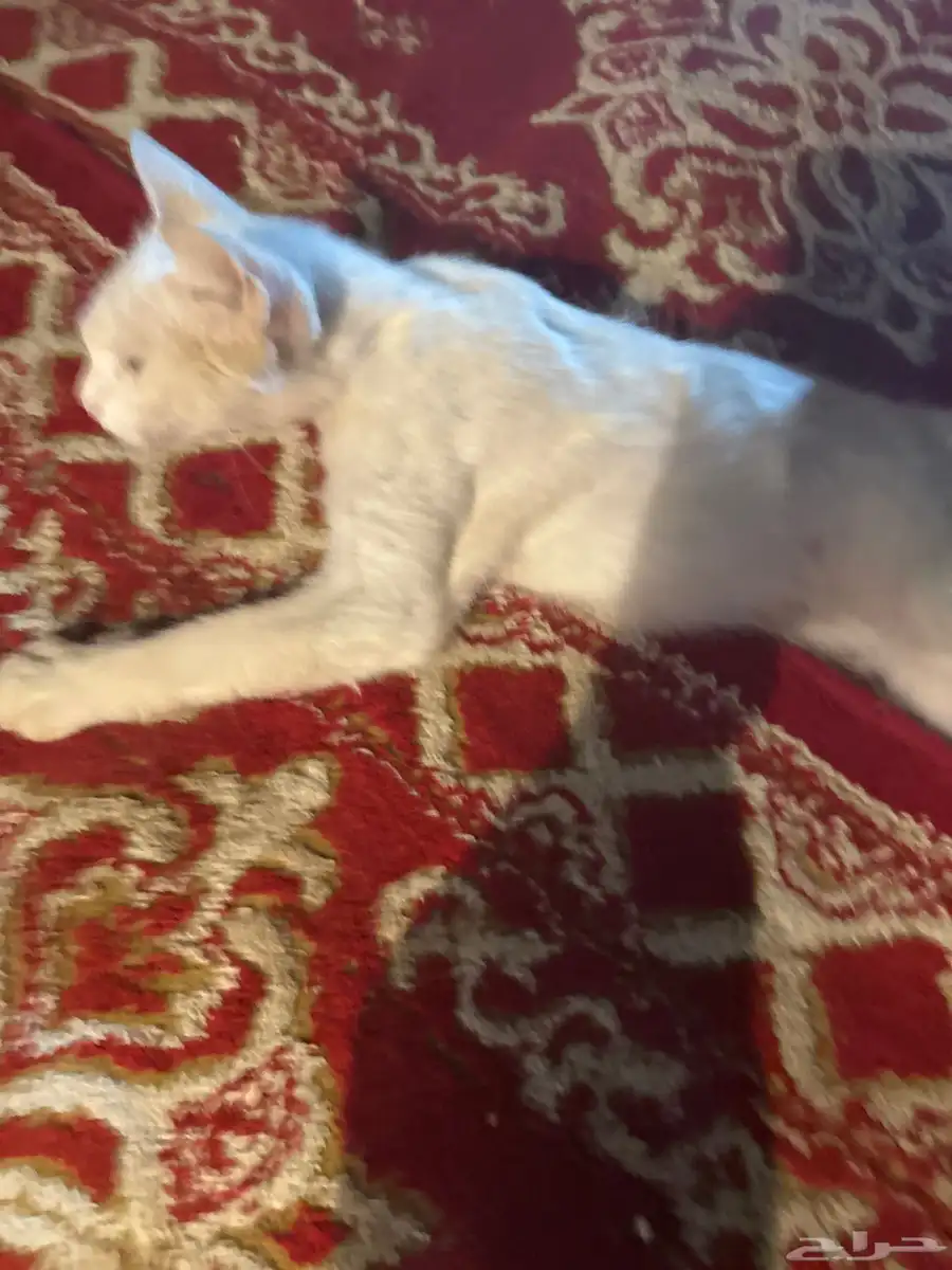 قطوه أليف للتبني لعوب الاسم مزنه العنايه غسيل كل جمعه فقط 2