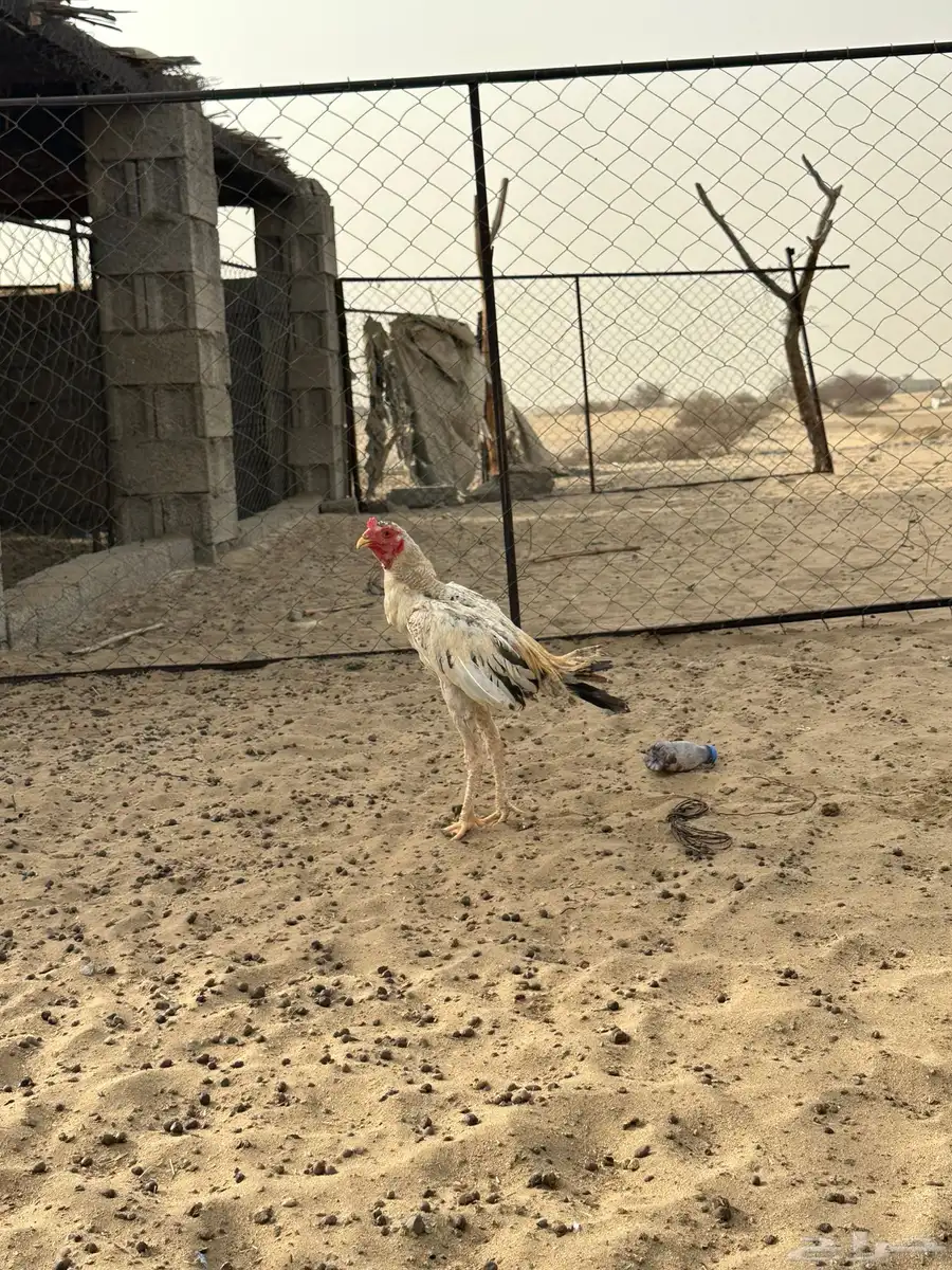 دجاج باكستاني 1