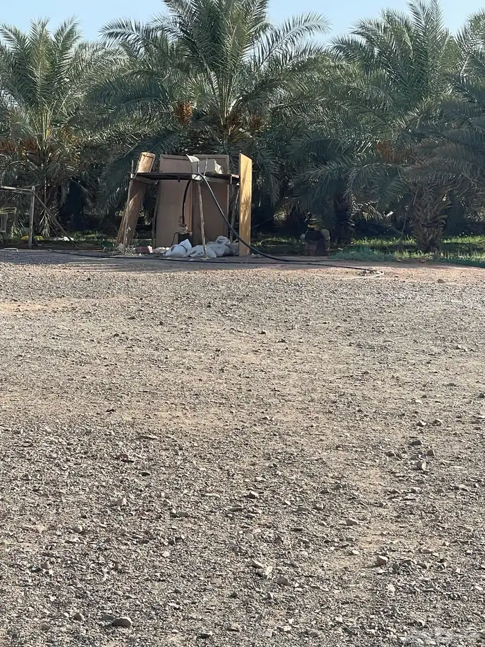 مزرعه نخل للبيع وسعر جدا مناسب 10
