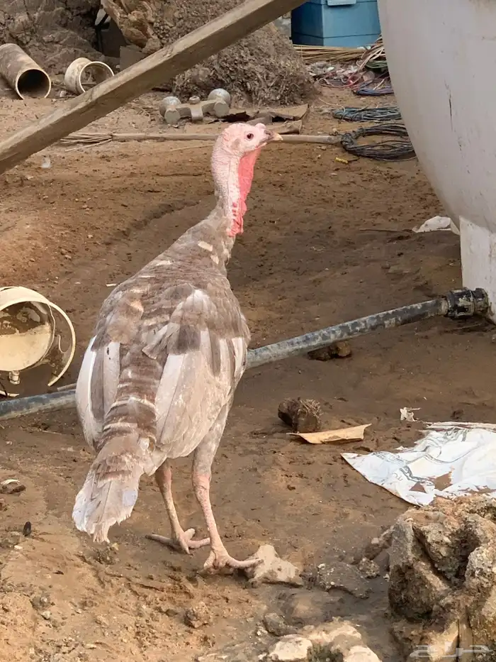 للبيع دجاج رومي بياض 3