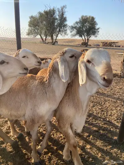 سواكن طيبه ( تم البيع ) 2