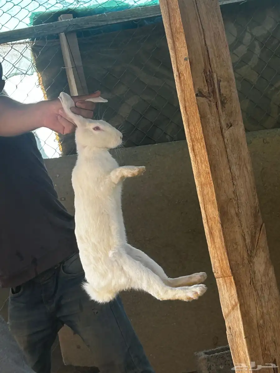 أرانب بلدي وفرنسي 4