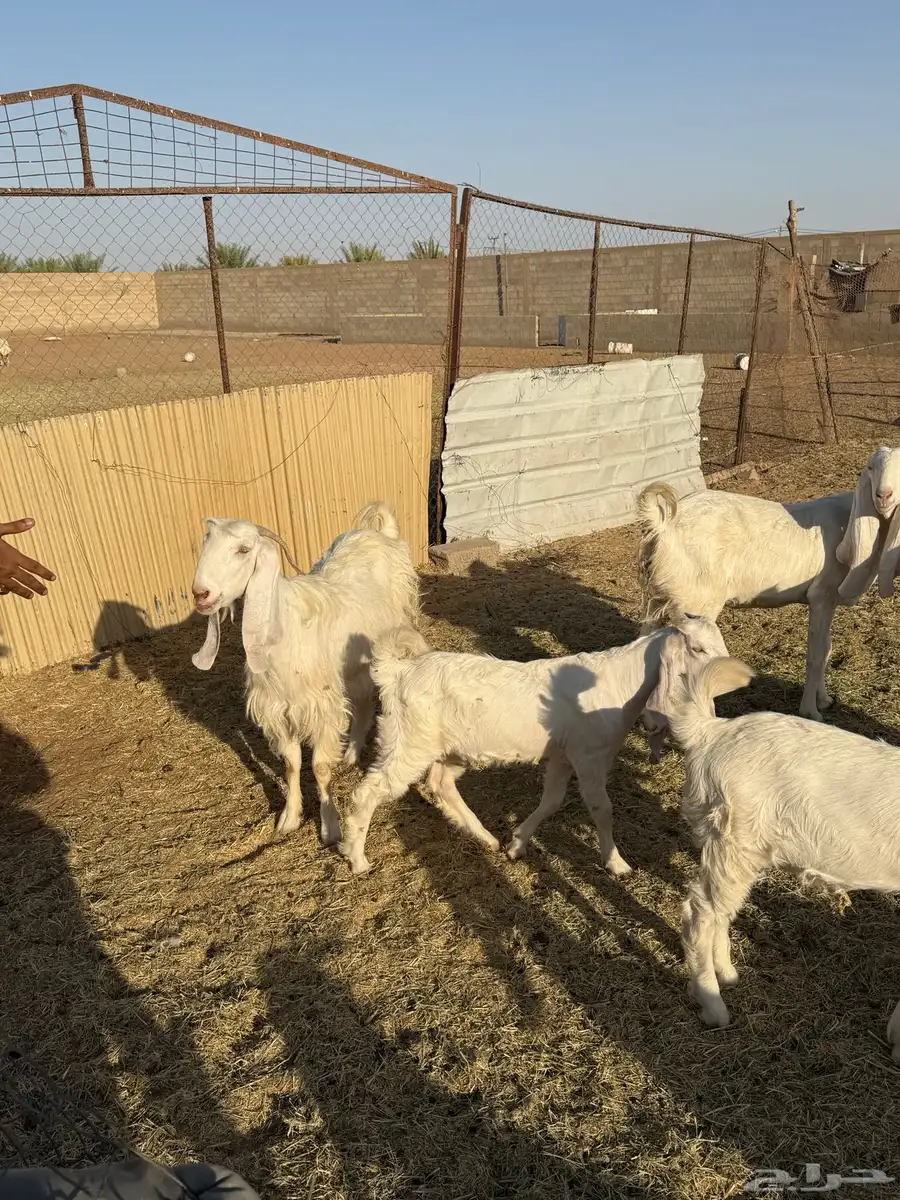 معزا طيبه للبيع 4
