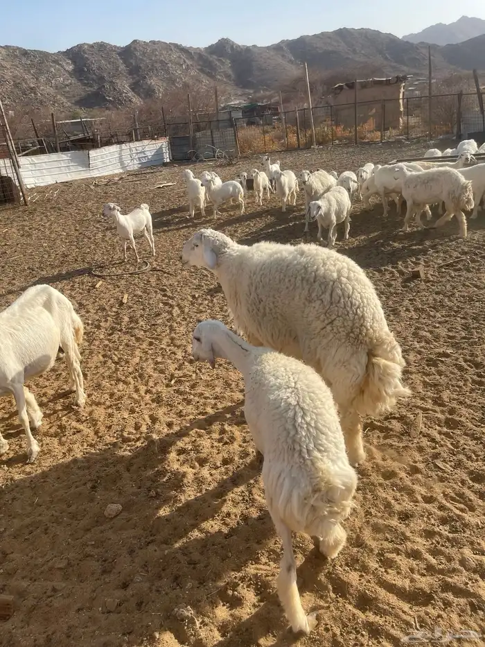 طلي ثني من حلالي غير مشروط جرم وفل شحم 1