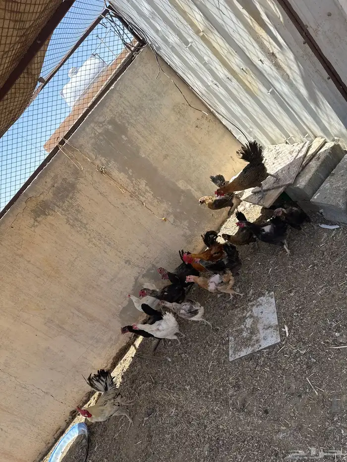 للبيع دجاج شرط صحه 2