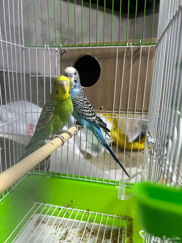 جوز بادجي طيور الحب 0