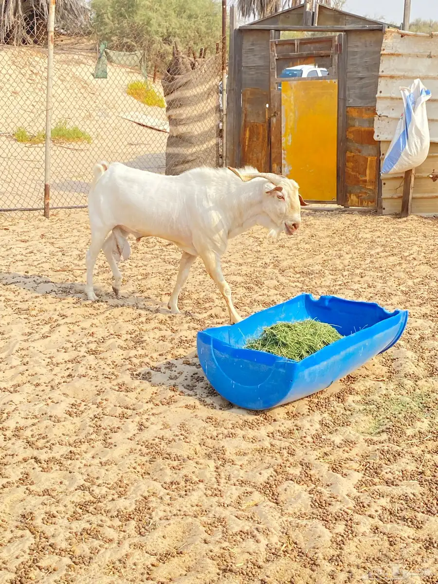 فحل بيشي ابرص 5