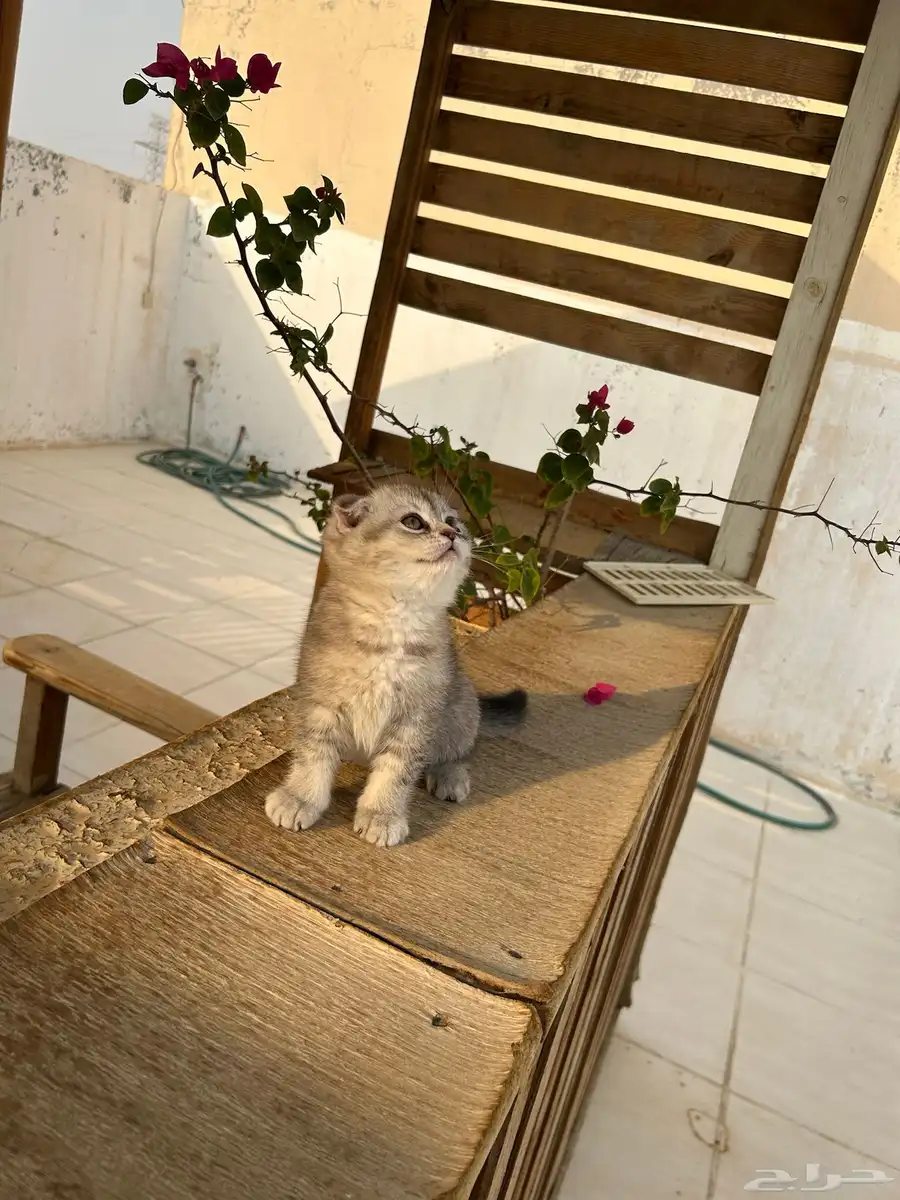 قطط كيتن سكوتش فولد وستريت شورت هيرللبيييع 1
