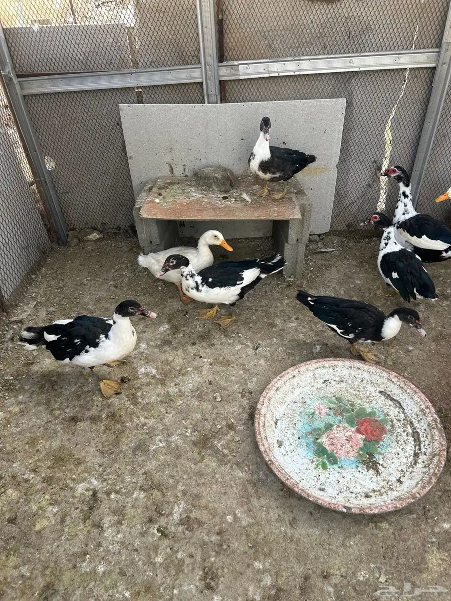بط شرشري عدد 2 وبط بح عدد سبعه فيها ذكرين 0