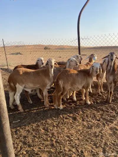 سواكن طيبه ( تم البيع ) 6