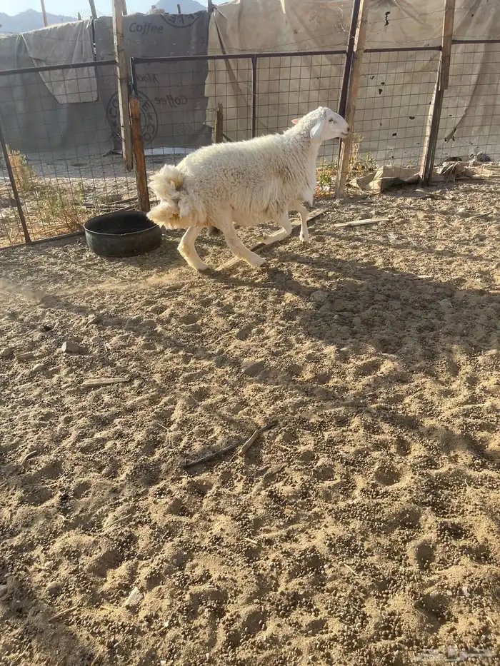 طلي ثني من حلالي غير مشروط جرم وفل شحم 5