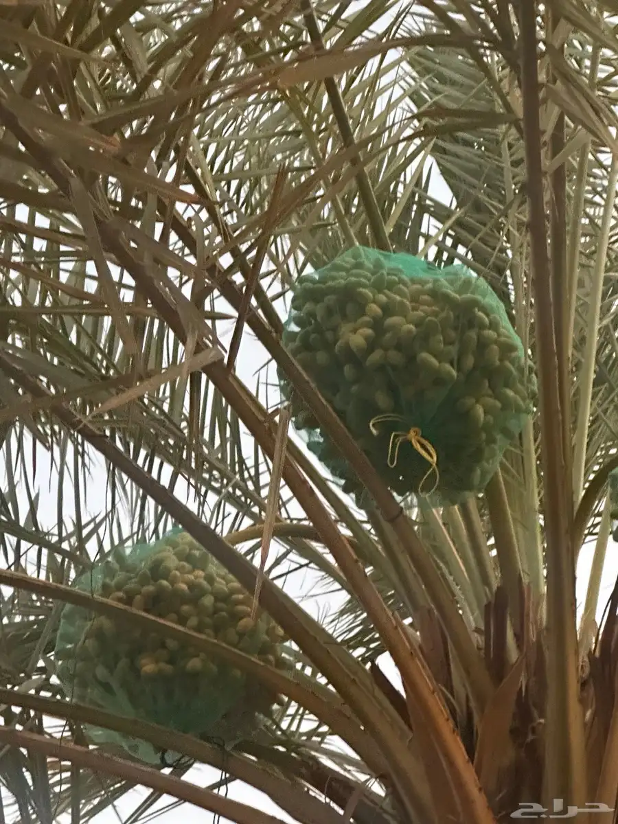 تمر خلاص 1